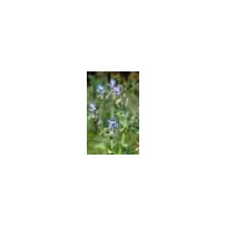Bourrache-fleurs.