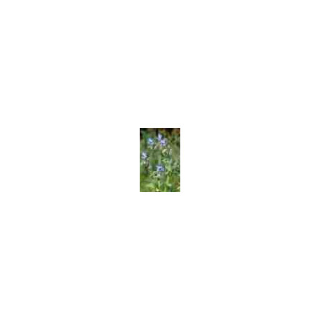 Bourrache fleurs. Bourrache fleurs.