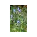 Bourrache-fleurs.