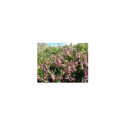 Bruyère-Fleurs