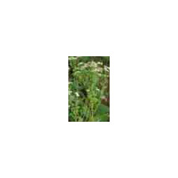 Camomille-romaine