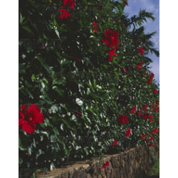 Hibiscus-Fleurs