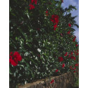 Hibiscus-Fleurs