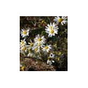 Matricaire-Fleurs-ou-Camomille-Allemande.