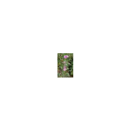 Mauve Fleurs Mauve Fleurs