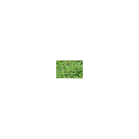 Menthe Feuilles Menthe Feuilles