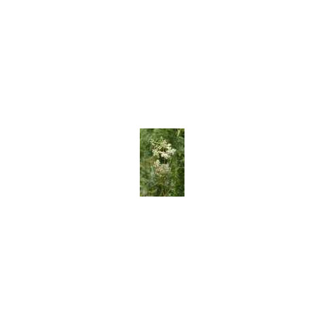 Reine des Prés Fleurs Reine des Prés Fleurs
