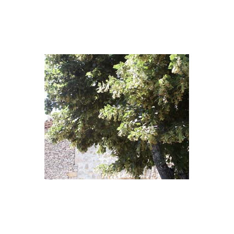 Tilleul Bractées. Tilleul Bractées.