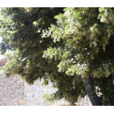 Tilleul-Bractées.