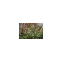 Verveine-Feuille.