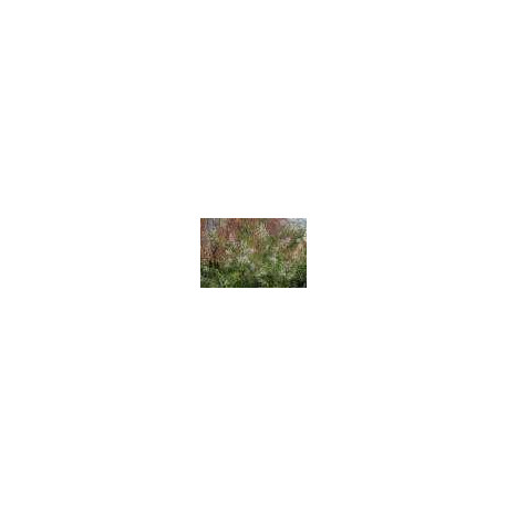 Verveine Feuille. Verveine Feuille.