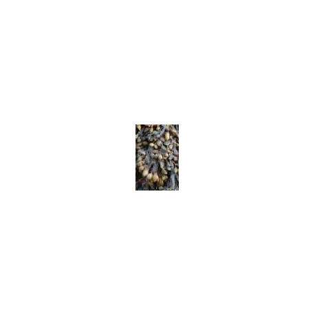 Fucus Thalle Fucus Thalle